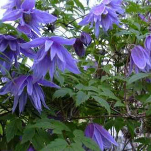 Клематис Mайдвелл Холл 